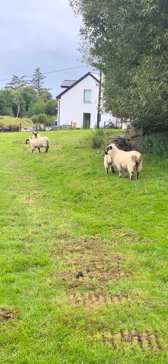 25 Fully Organic Store lambs for sale - Image 1