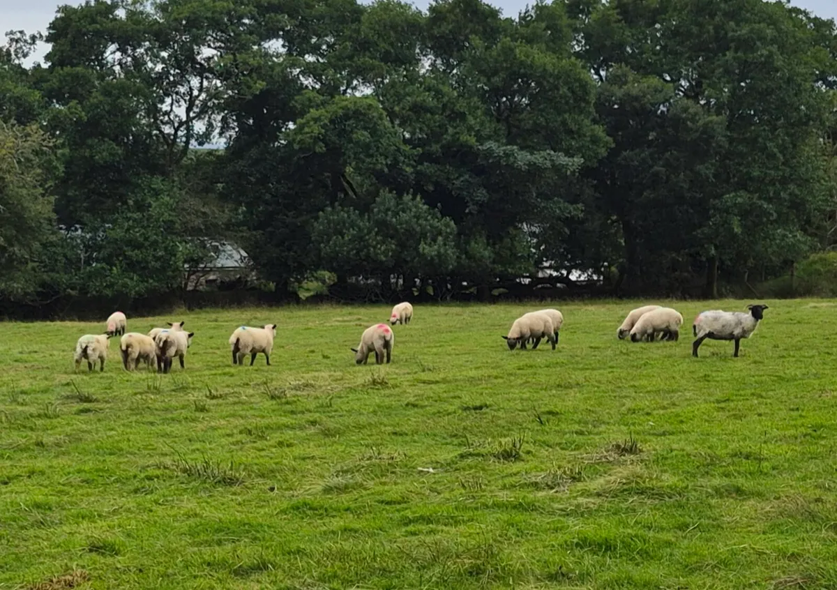 25 Fully Organic Store lambs for sale - Image 2