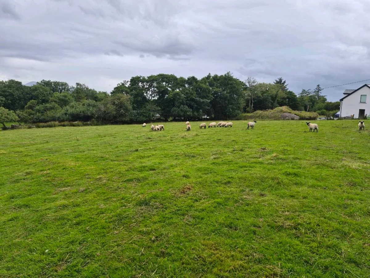 25 Fully Organic Store lambs for sale - Image 3