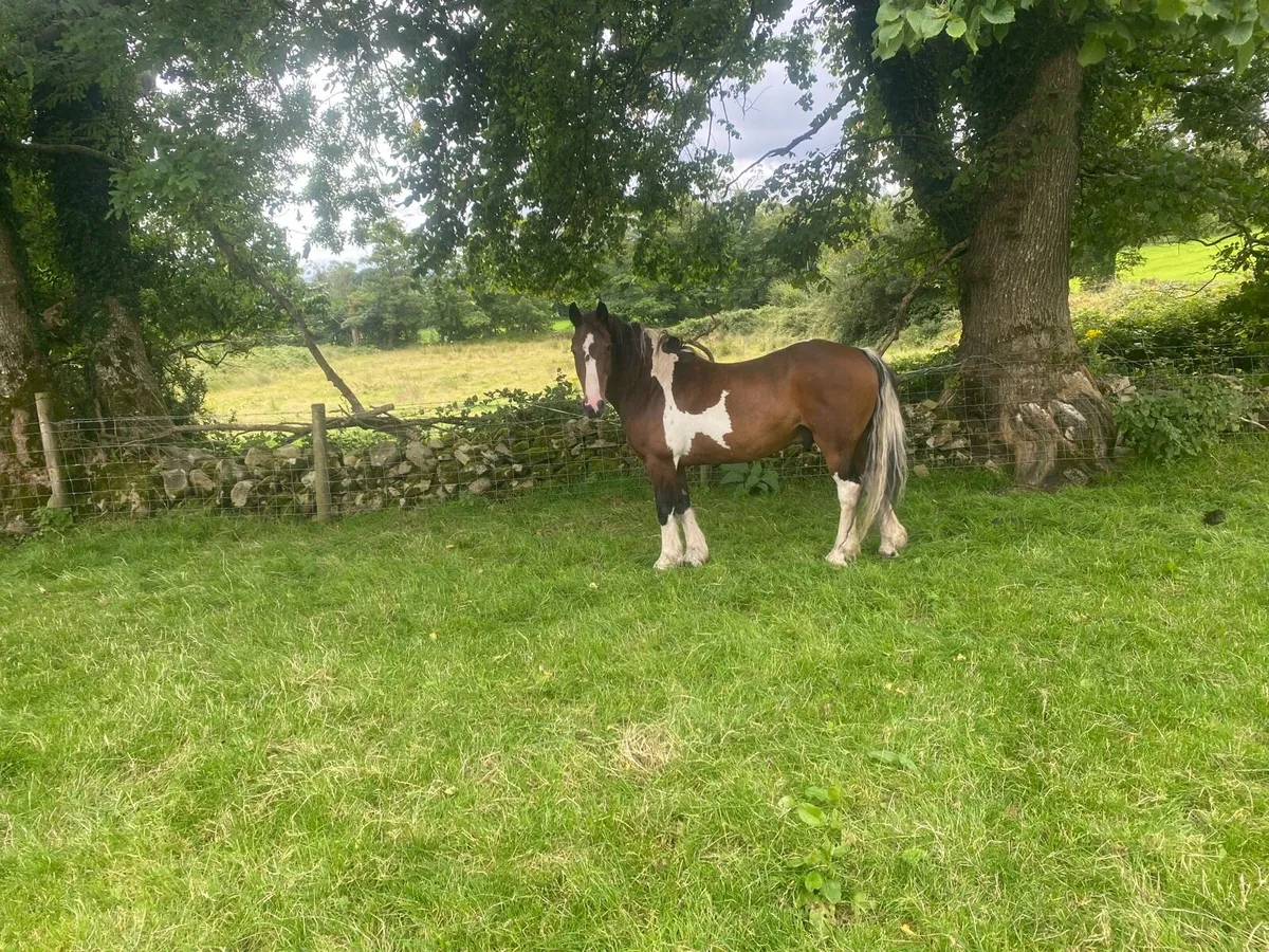 Pony - Image 2