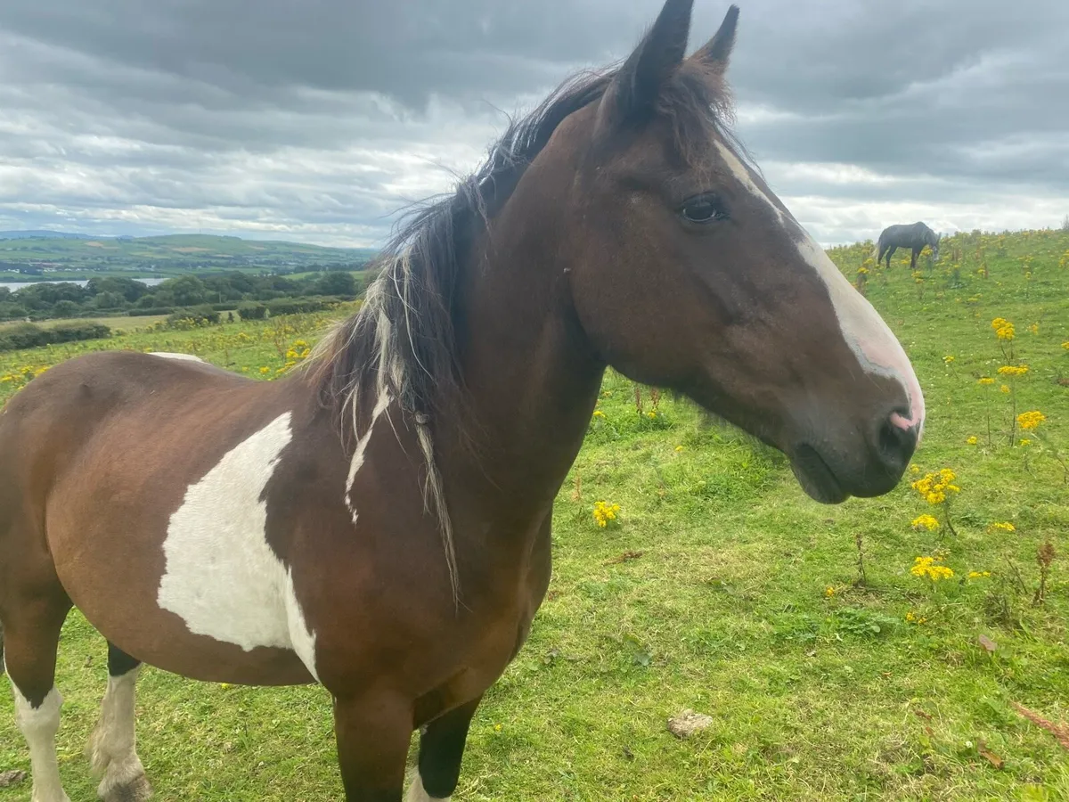 Pony - Image 1