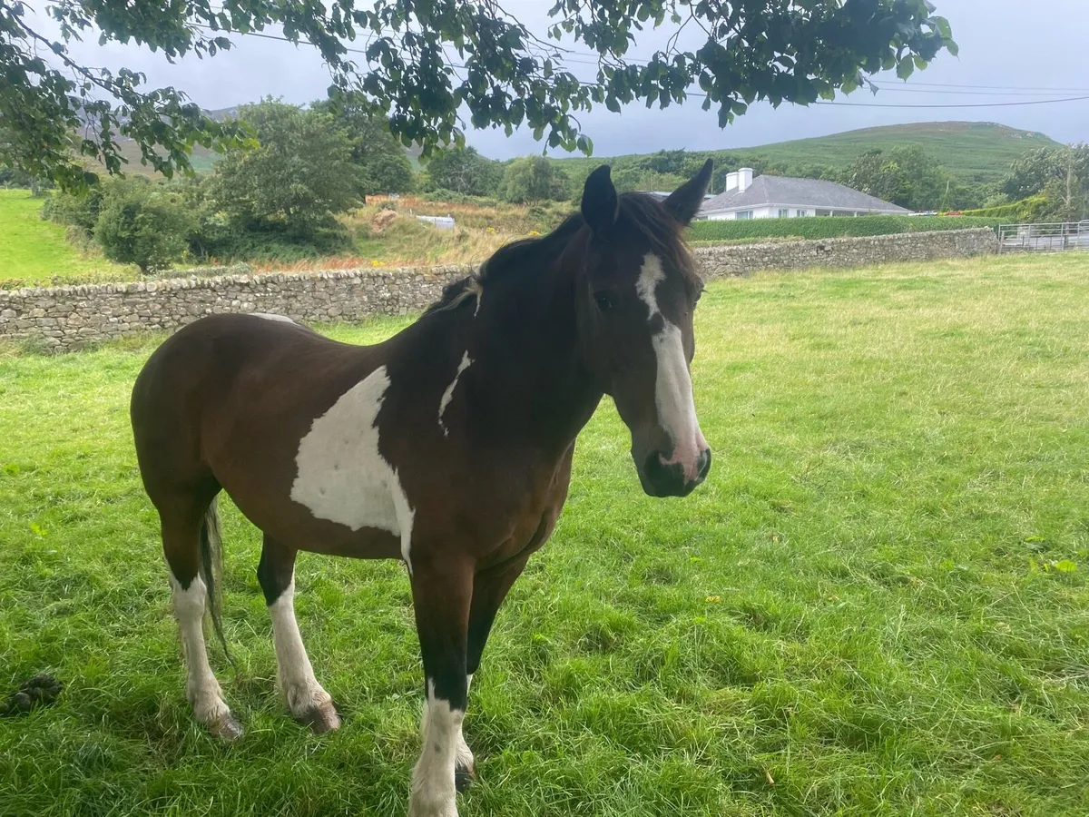 Pony - Image 4