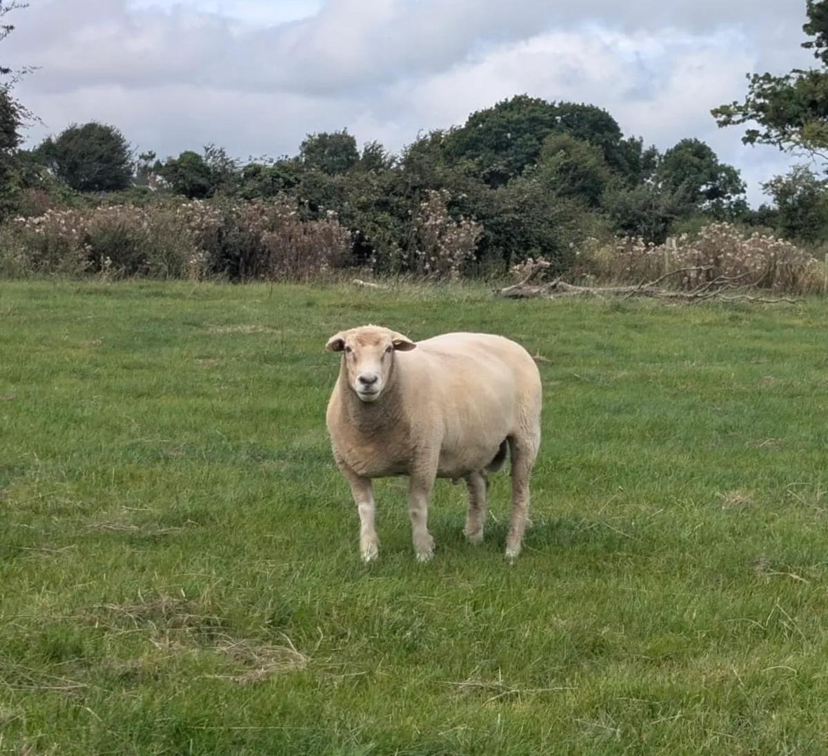 PBR Galway Hogget Rams - Image 3