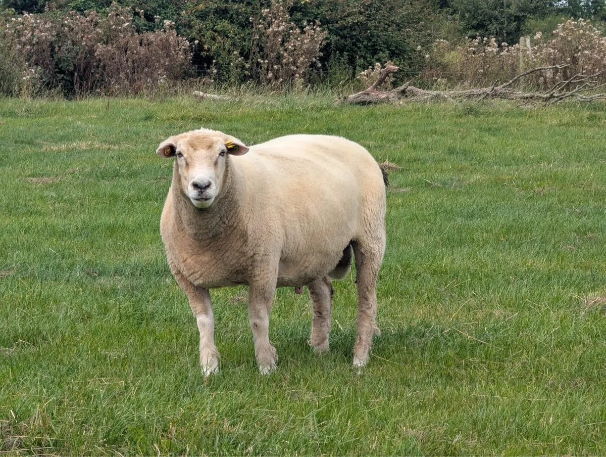 PBR Galway Hogget Rams - Image 4