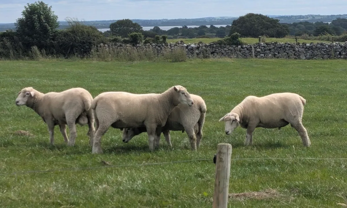 PBR Galway Hogget Rams - Image 1