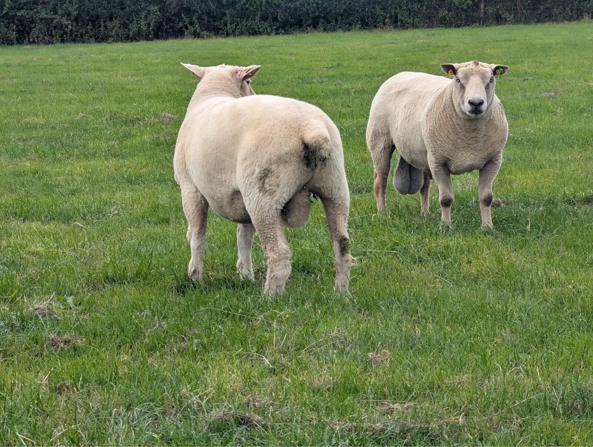 PBR Galway Hogget Rams - Image 2