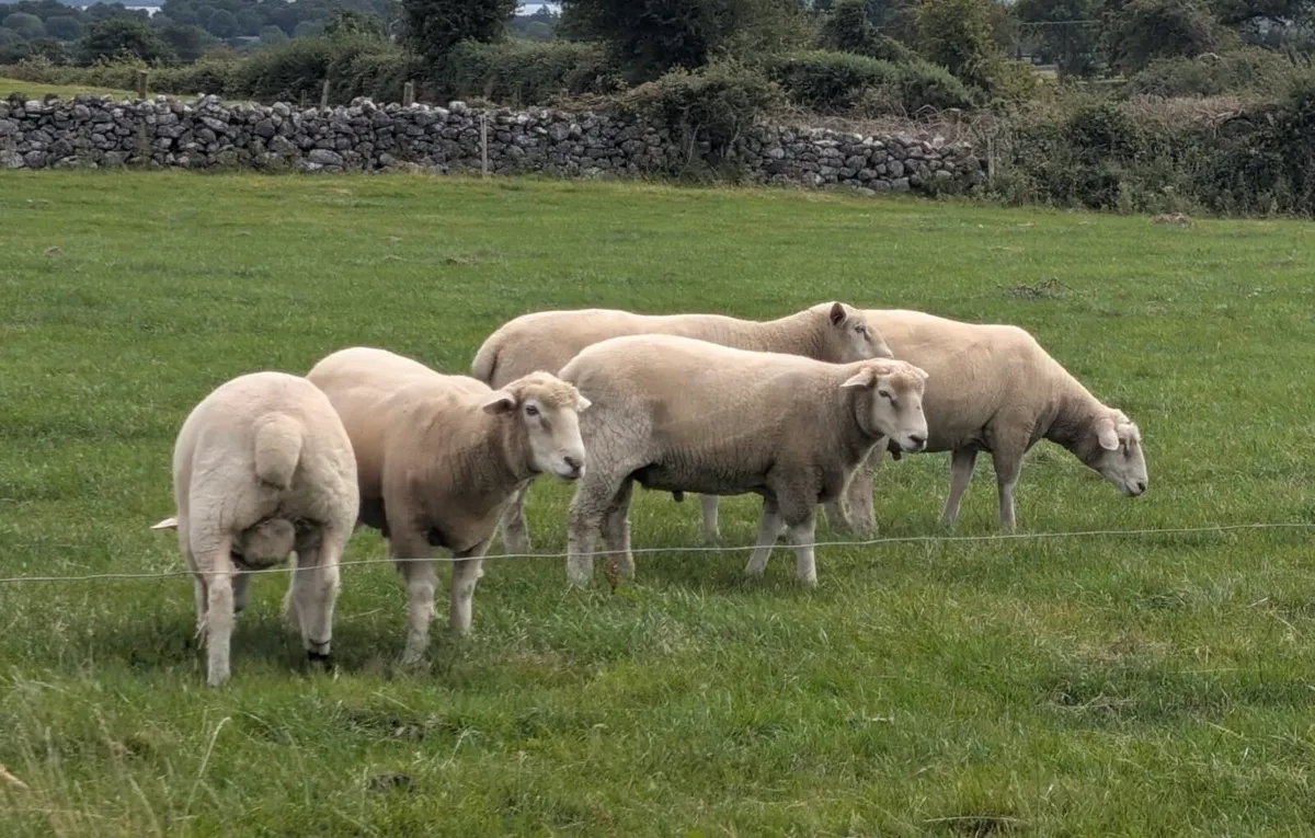 PBR Galway Hogget Rams - Image 1