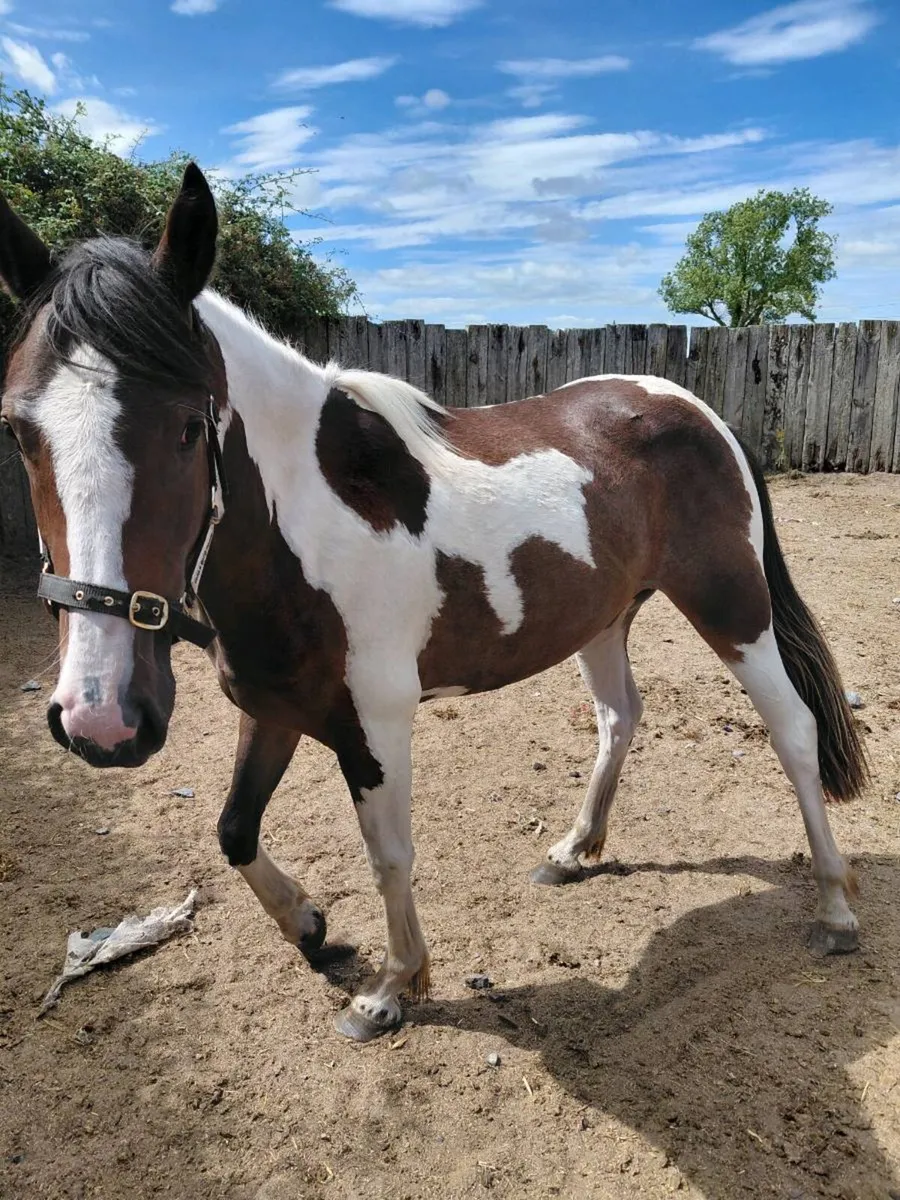 Tb x cob 2yrs filly - Image 1