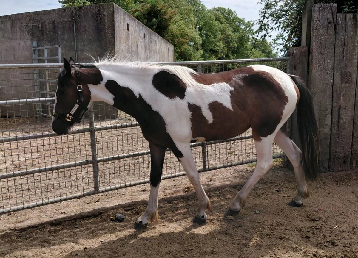 Tb x cob 2yrs filly - Image 2