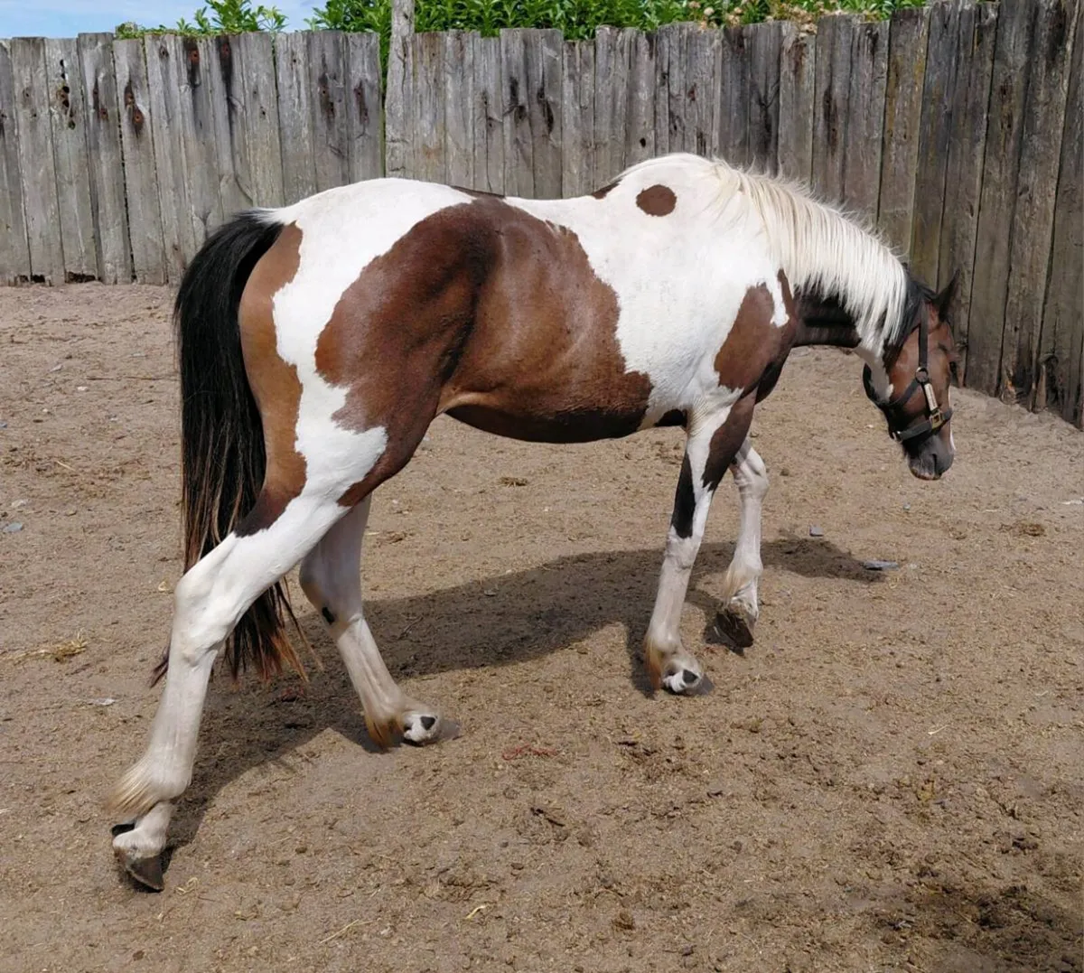 Tb x cob 2yrs filly - Image 3