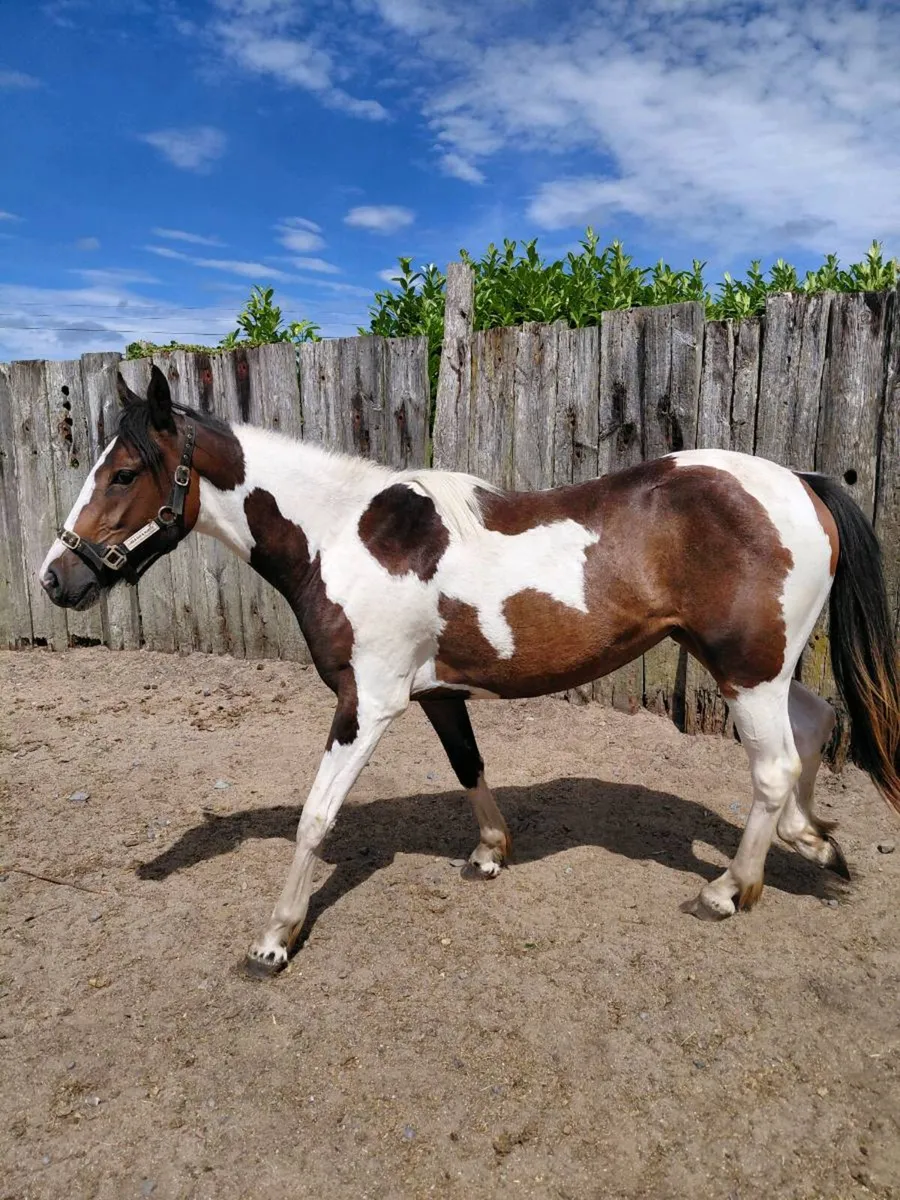 Tb x cob 2yrs filly - Image 4