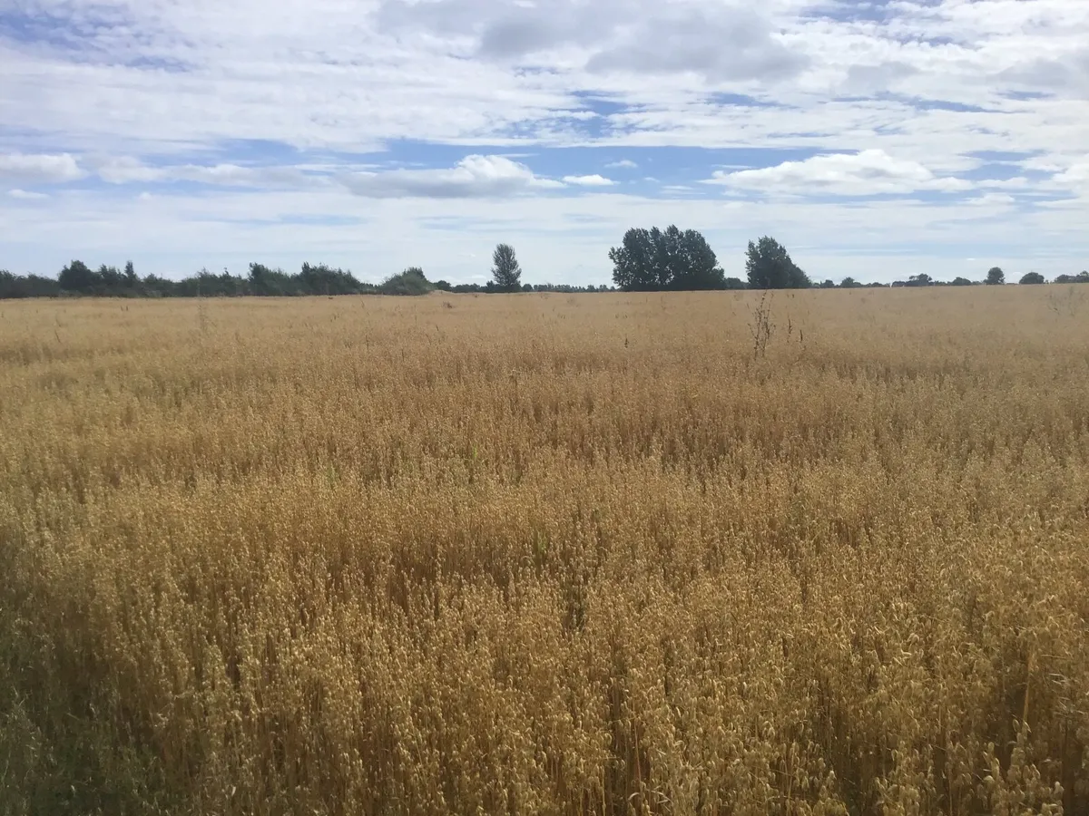 Organic oaten straw - Image 2