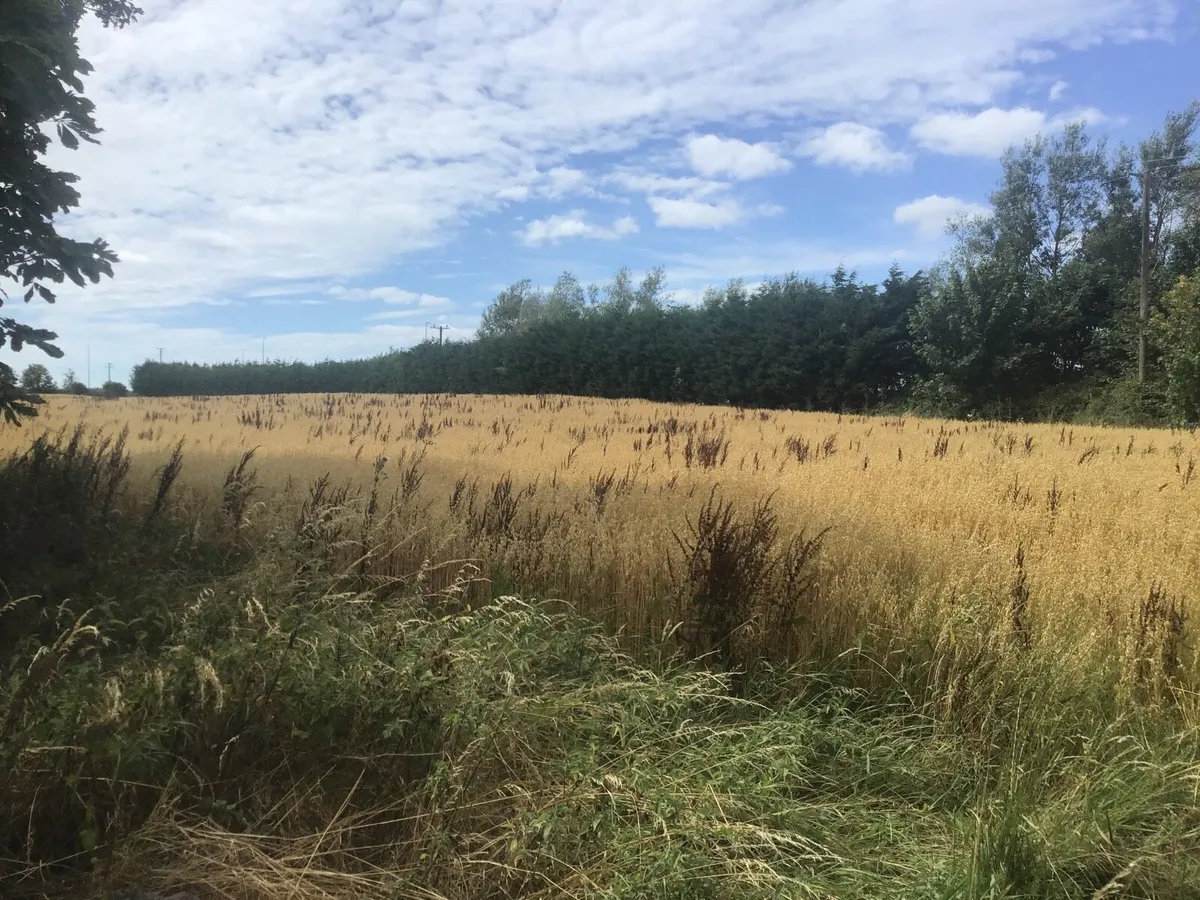 Organic oaten straw - Image 3