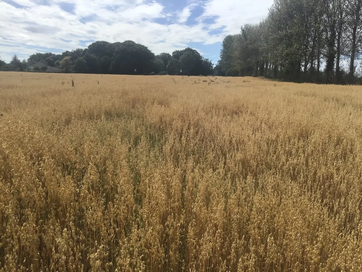 Organic oaten straw - Image 4