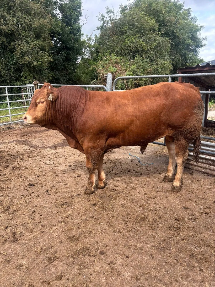 Limousin Bulls