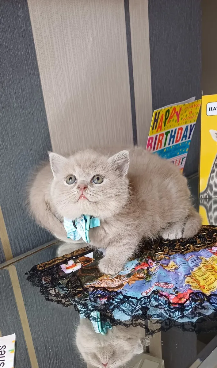 Beautiful Purebred British shorthair kittens 🥰 - Image 2