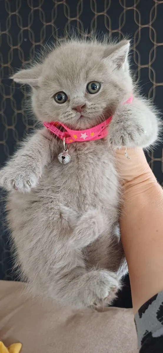 Beautiful Purebred British shorthair kittens 🥰 - Image 1