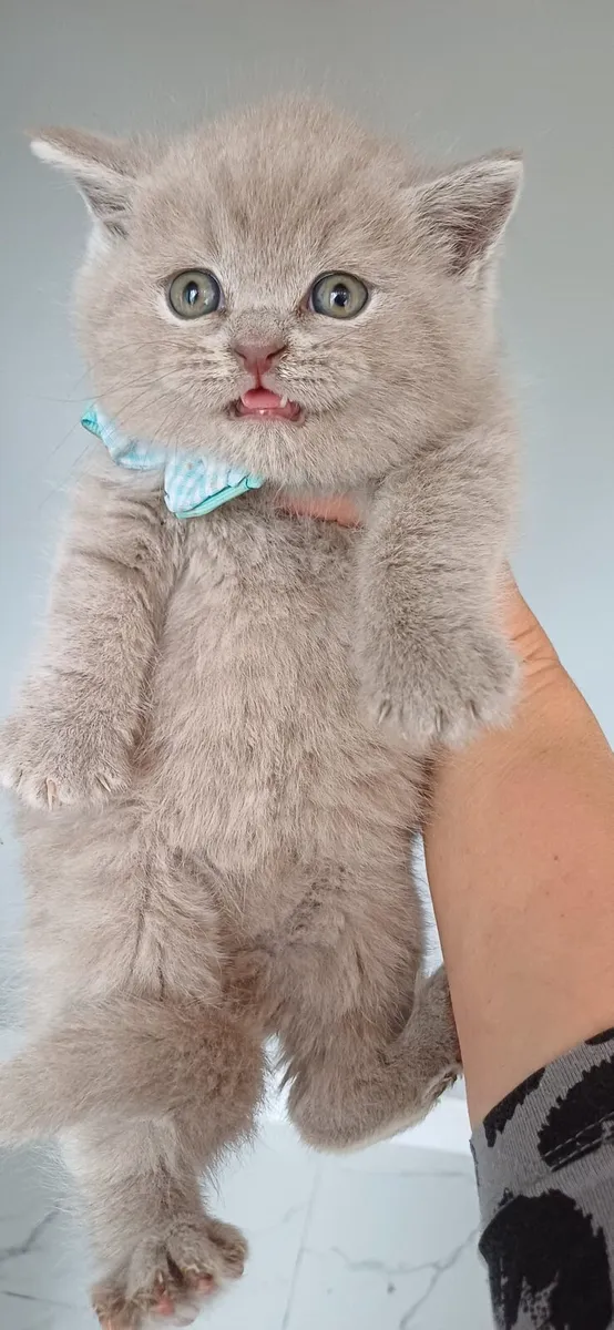 Beautiful Purebred British shorthair kittens 🥰 - Image 4