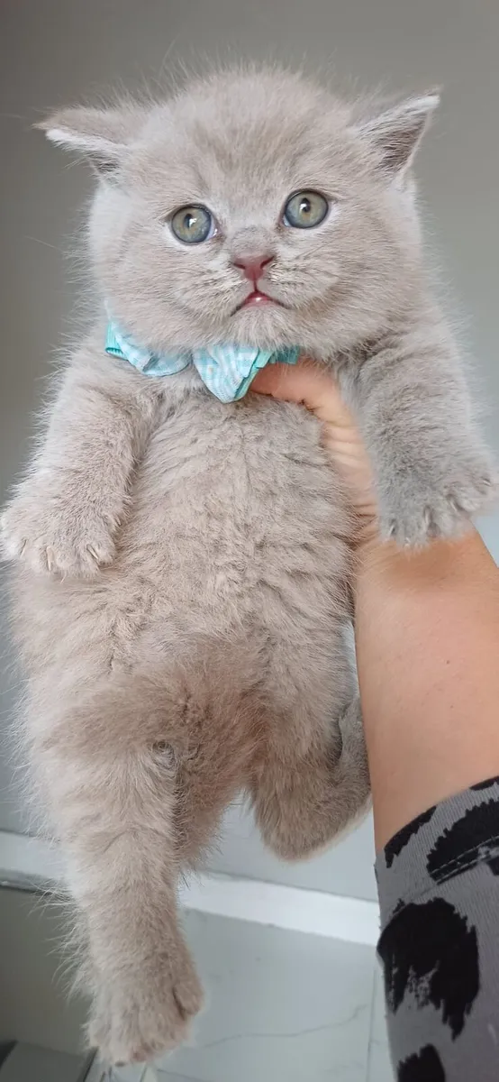 Beautiful Purebred British shorthair kittens 🥰 - Image 3