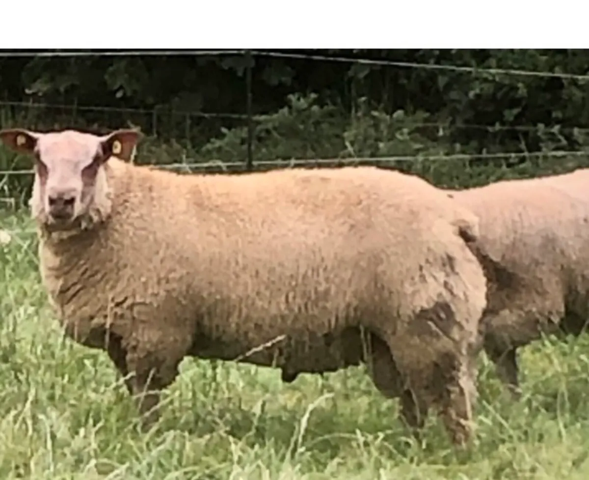 Charollais Ram Lambs - Image 1