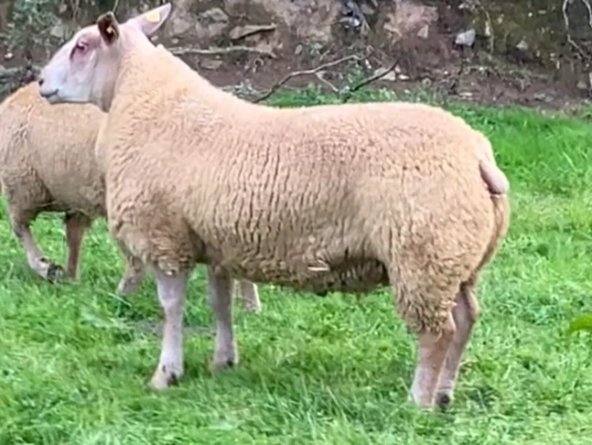 Charollais Ram Lambs - Image 2