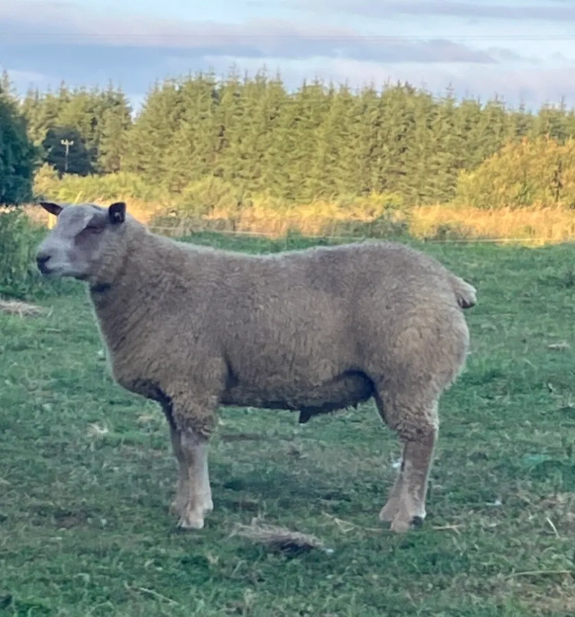 Charollais Ram Lambs - Image 3