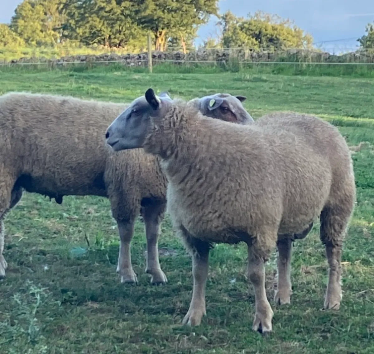 Charollais Ram Lambs - Image 4
