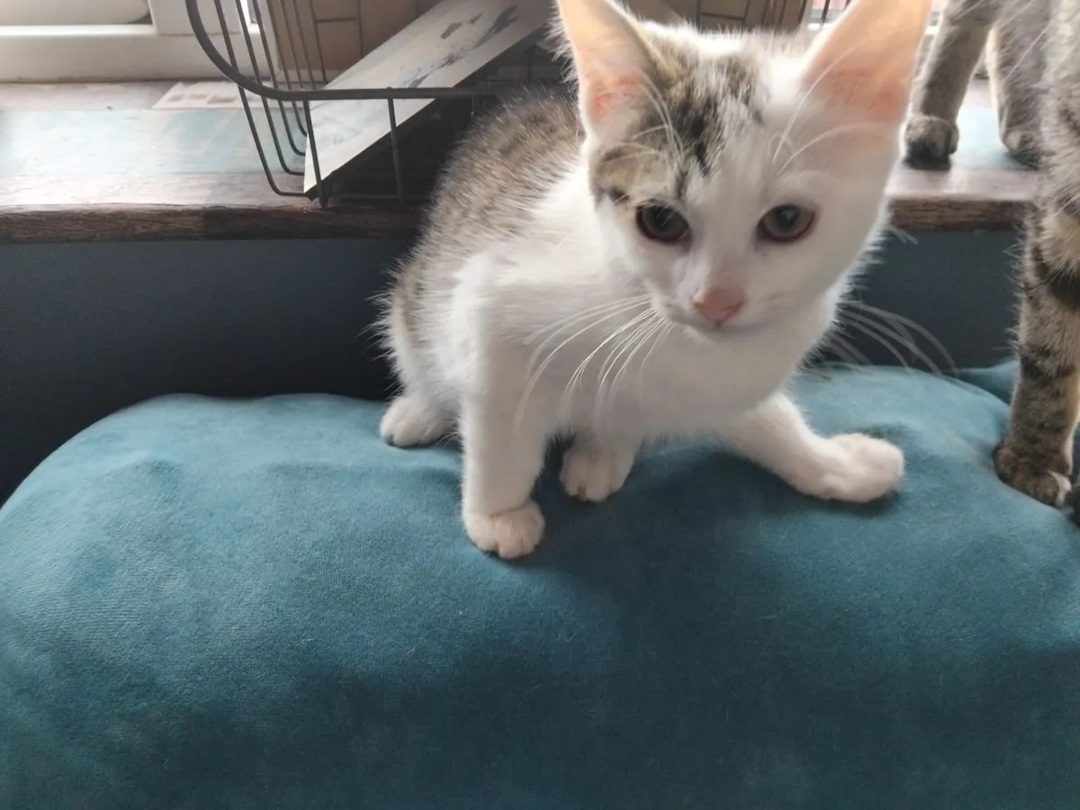 Two female cats and three kittens - Image 2