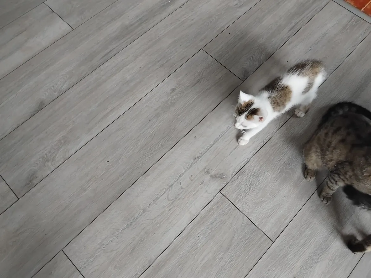 Two female cats and three kittens - Image 1