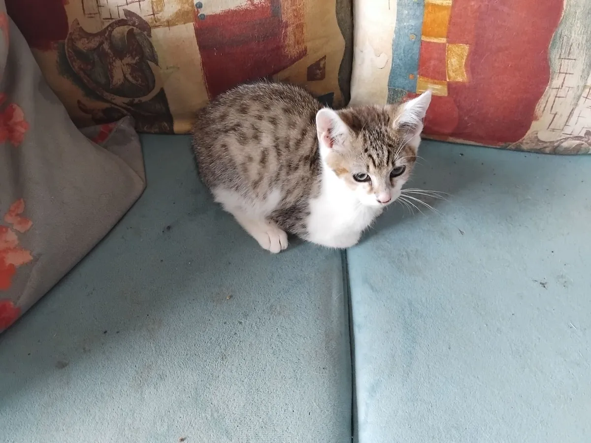 Two female cats and three kittens - Image 3