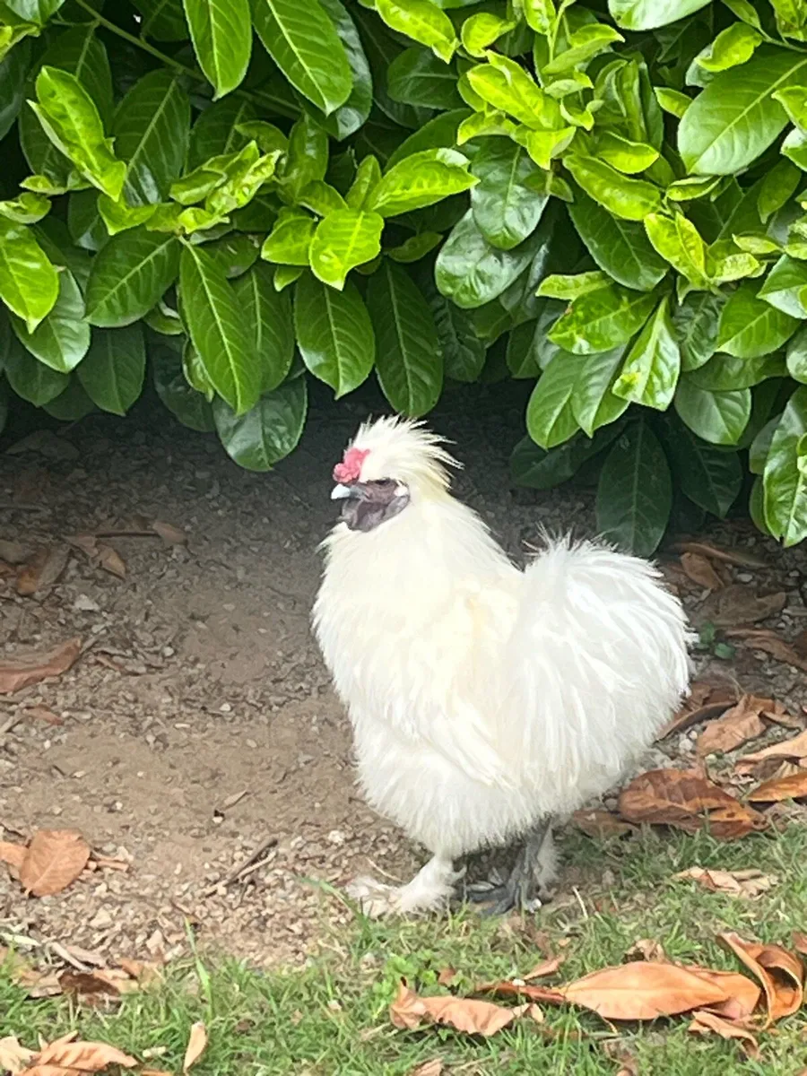 Silkie rooster - Image 1
