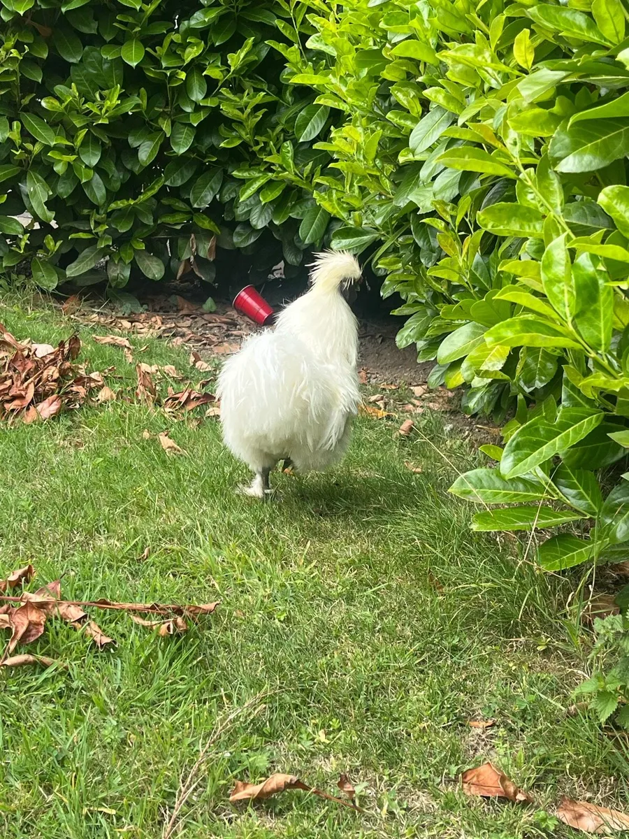Silkie rooster - Image 2
