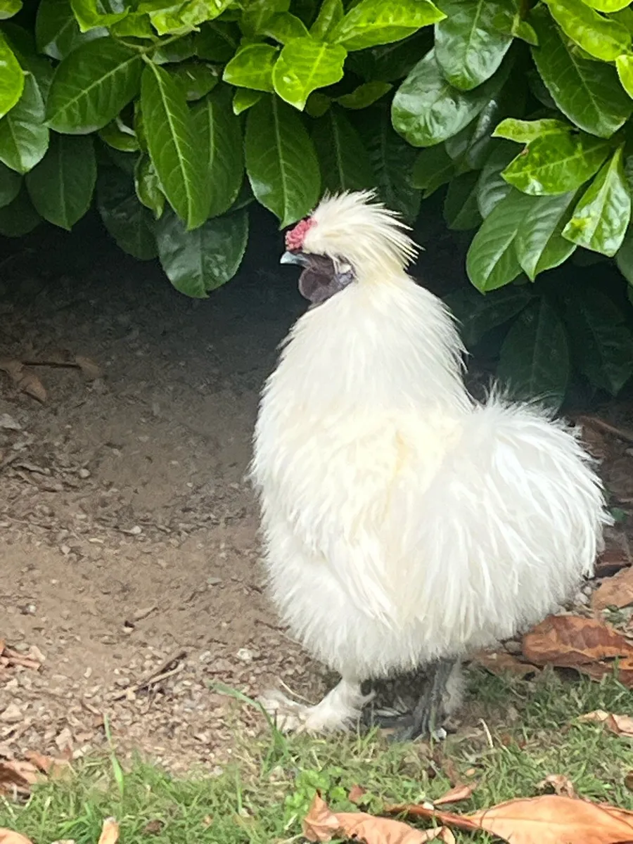 Silkie rooster - Image 3