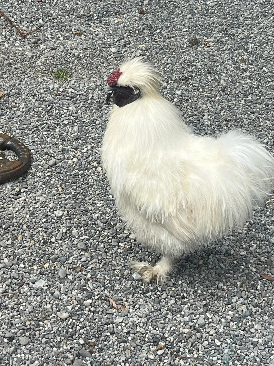 Silkie rooster - Image 4