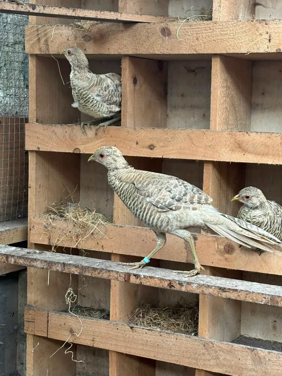 Young Yellow Golden Pheasants - Image 2