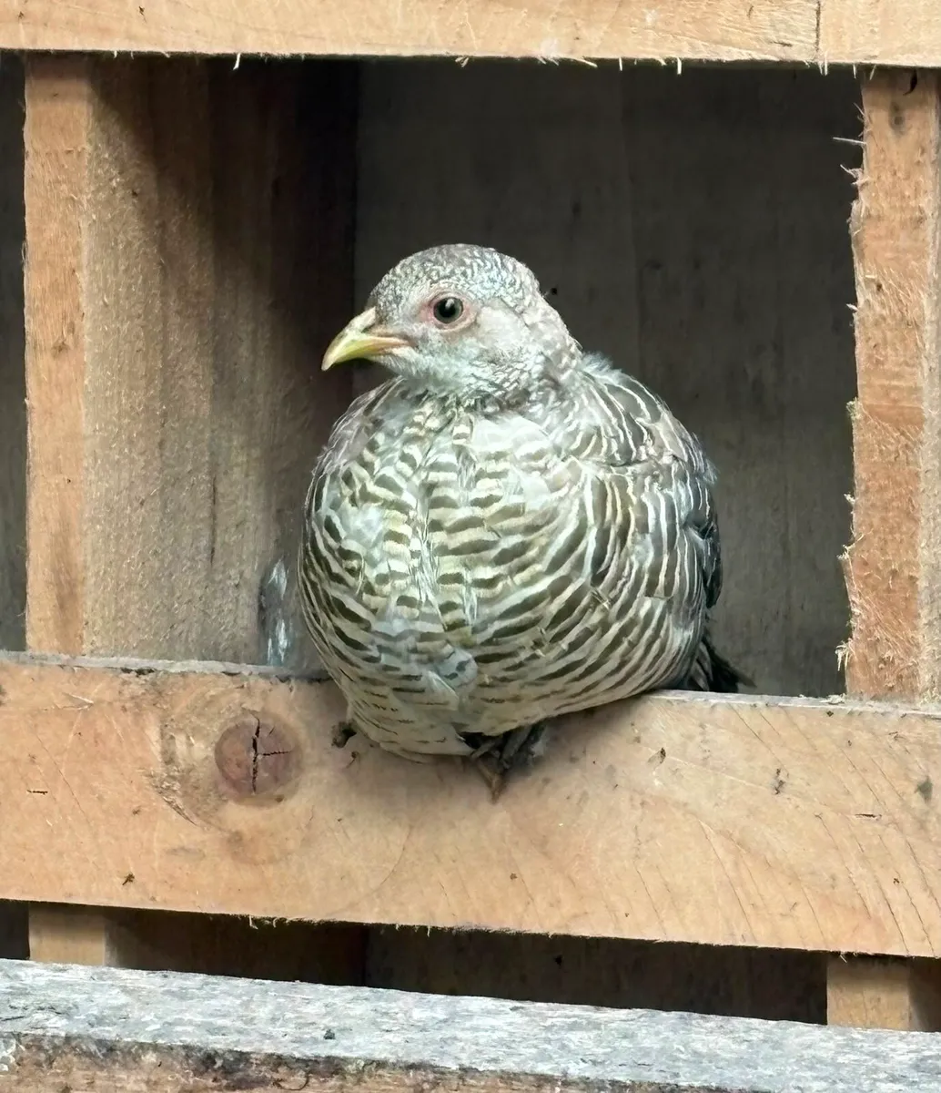 Young Yellow Golden Pheasants - Image 3