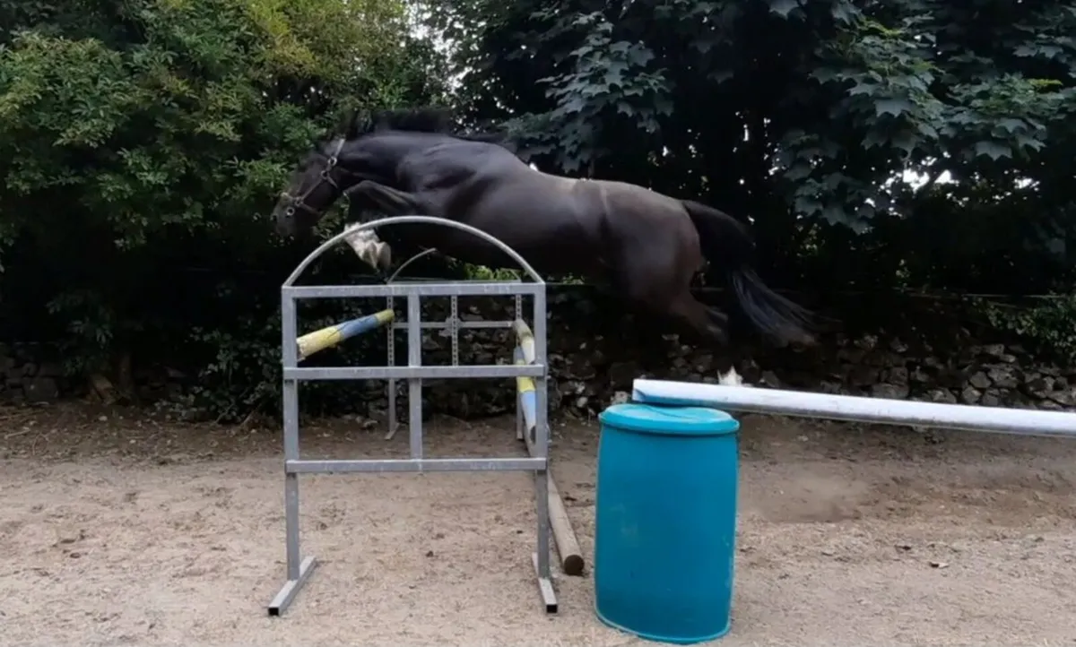 3yr old Phenomene Bleu gelding Dam OBOS Quality - Image 1