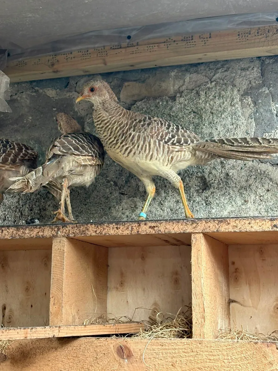 Young Yellow Golden Pheasants - Image 4