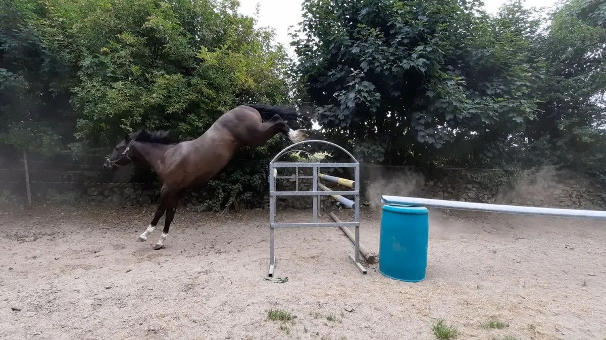 3yr old Phenomene Bleu gelding Dam OBOS Quality - Image 3