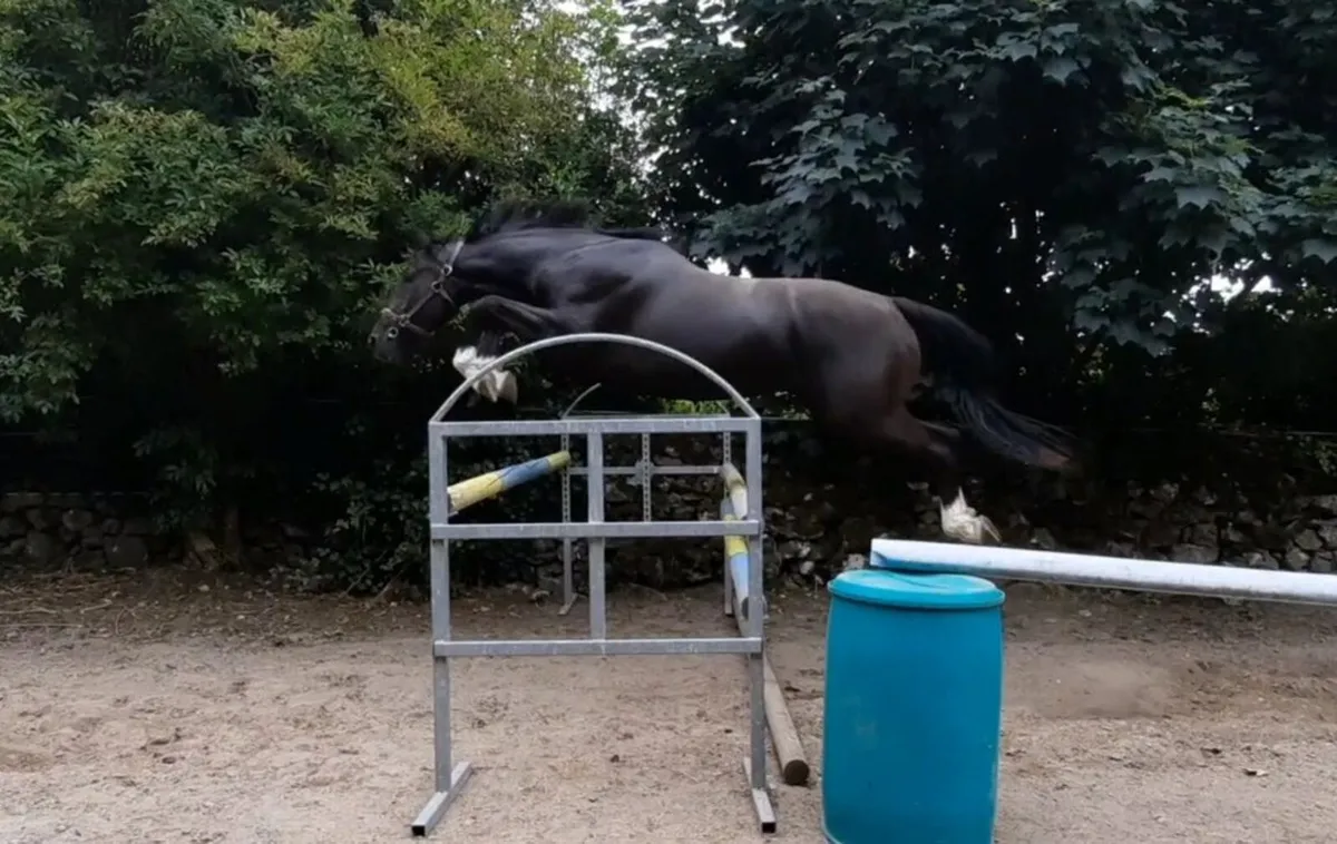 3yr old Phenomene Bleu gelding Dam OBOS Quality - Image 4