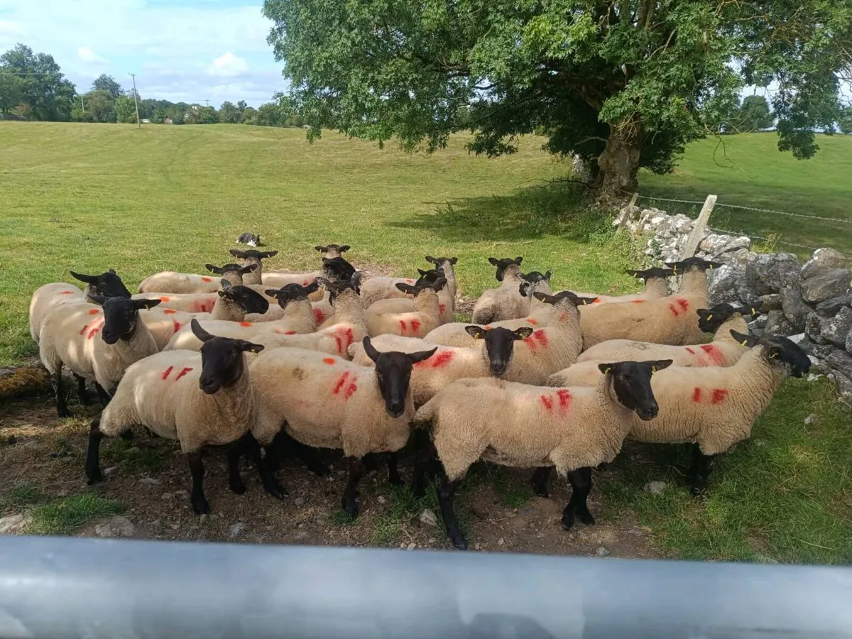 Suffolk X Ewe hoggets - Image 1