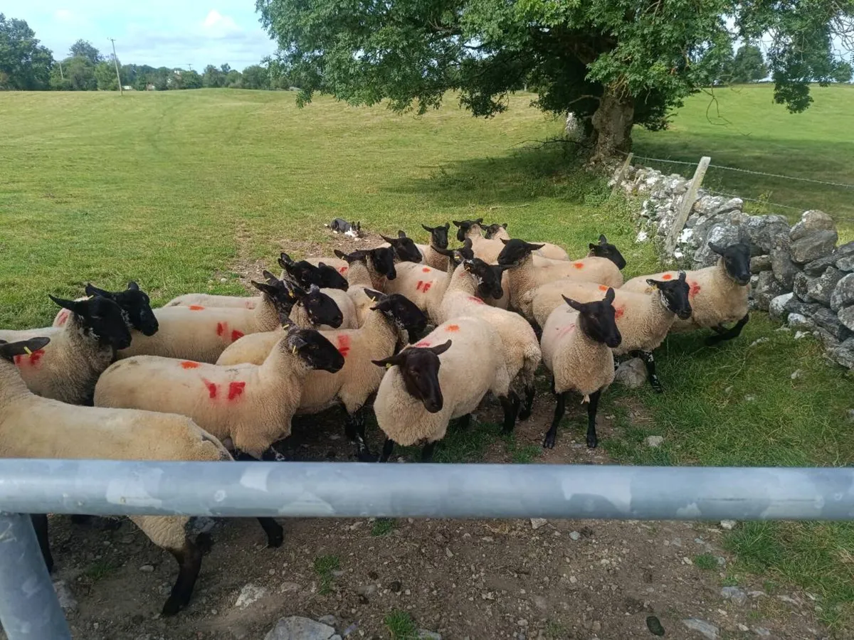 Suffolk X Ewe hoggets - Image 2