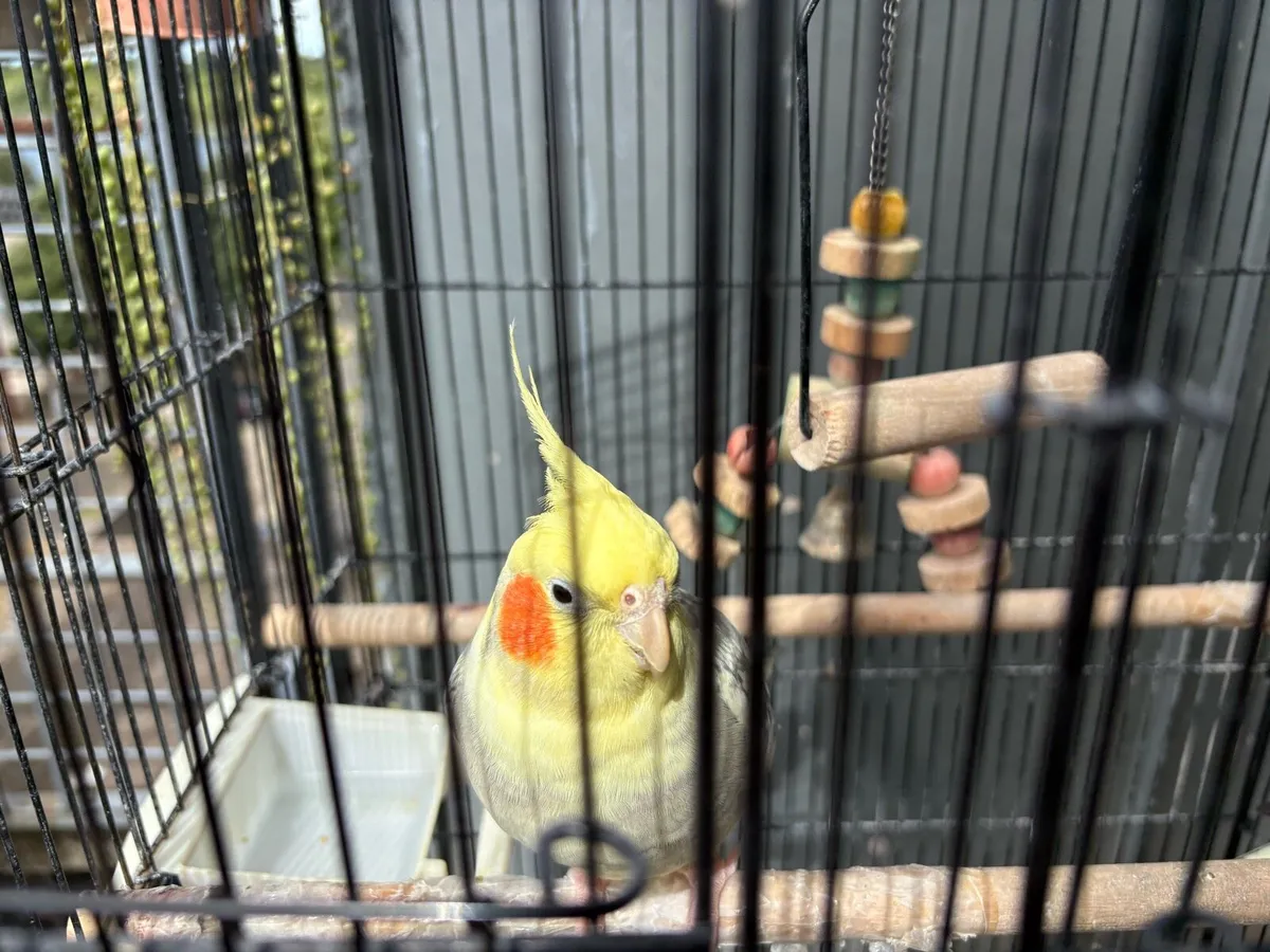 2 Standard Cockatiels with Cage & Food - Image 1