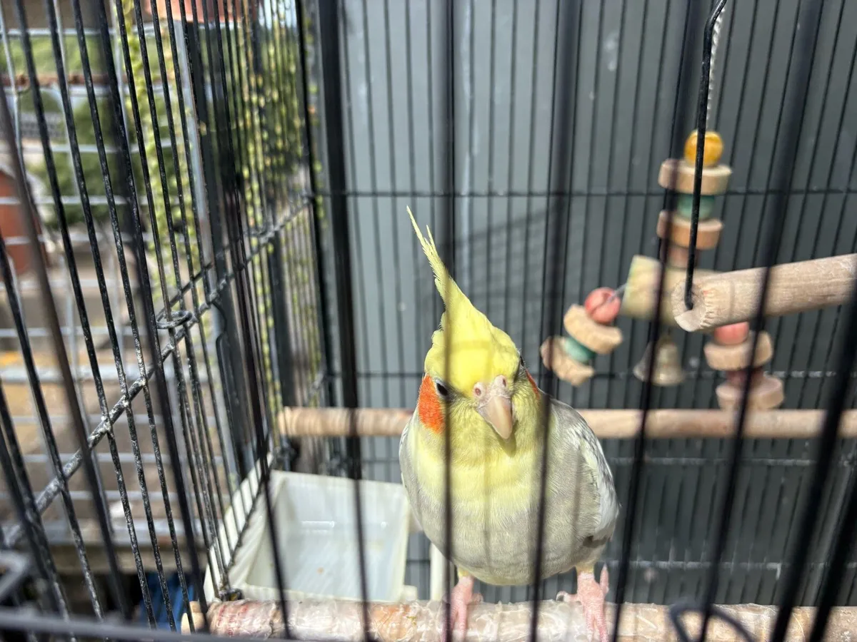 2 Standard Cockatiels with Cage & Food - Image 2