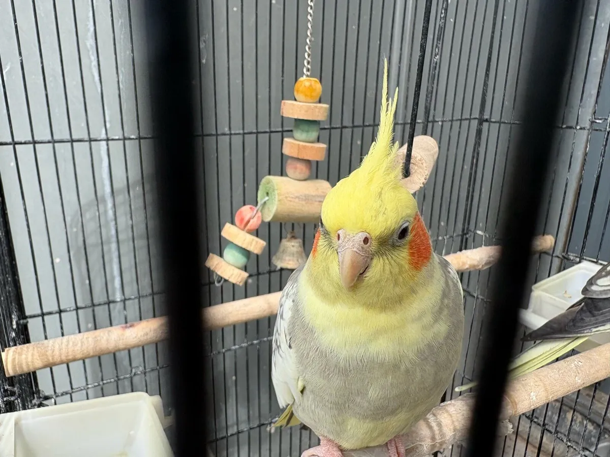 2 Standard Cockatiels with Cage & Food - Image 3
