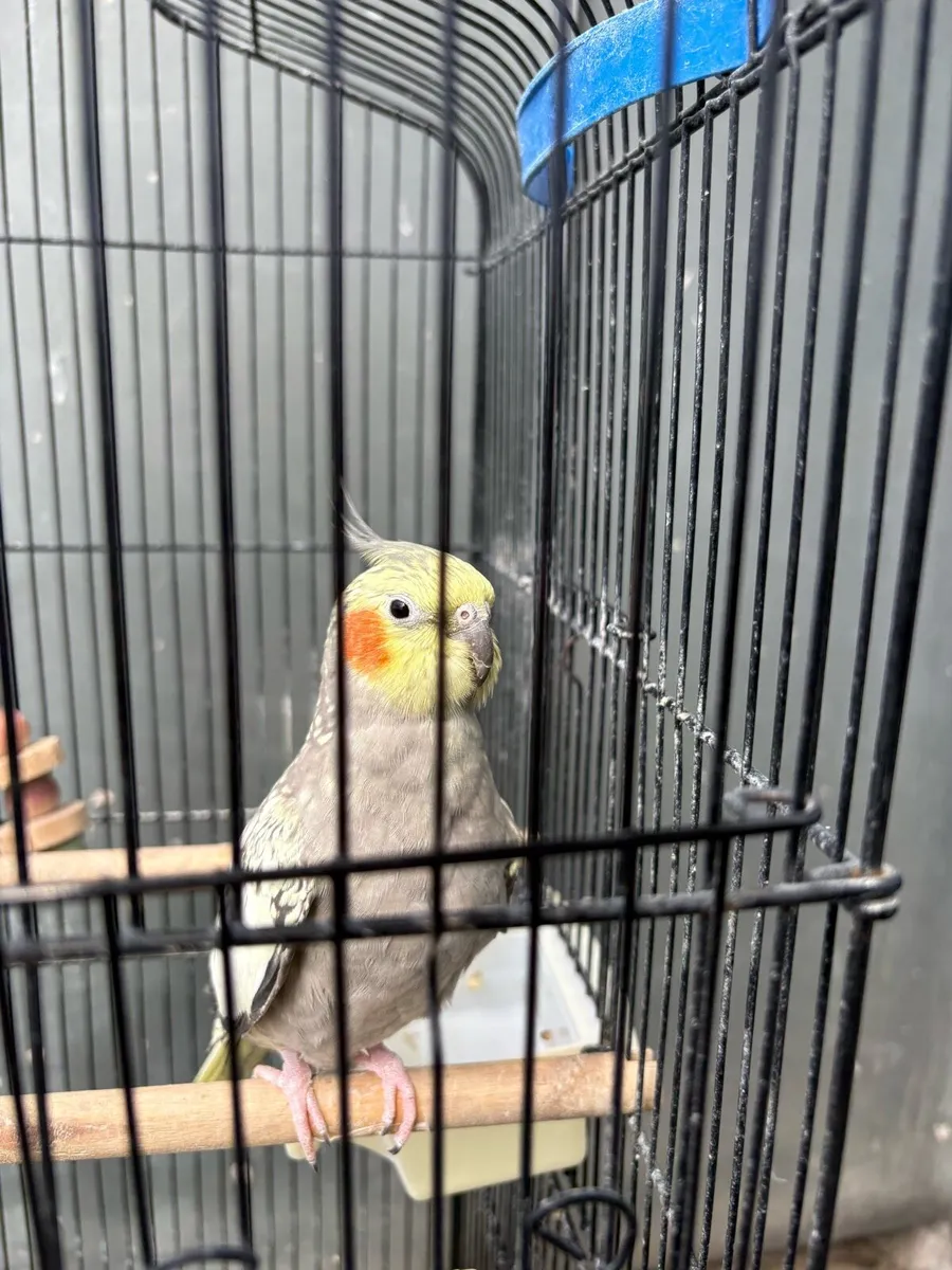 2 Standard Cockatiels with Cage & Food - Image 4