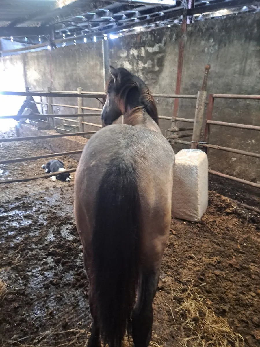 Ponies - Image 1