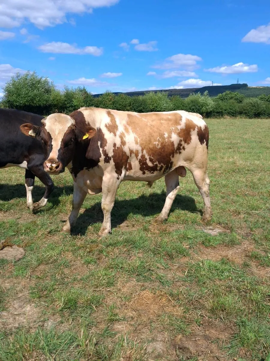 Red Friesian Bull - Image 3
