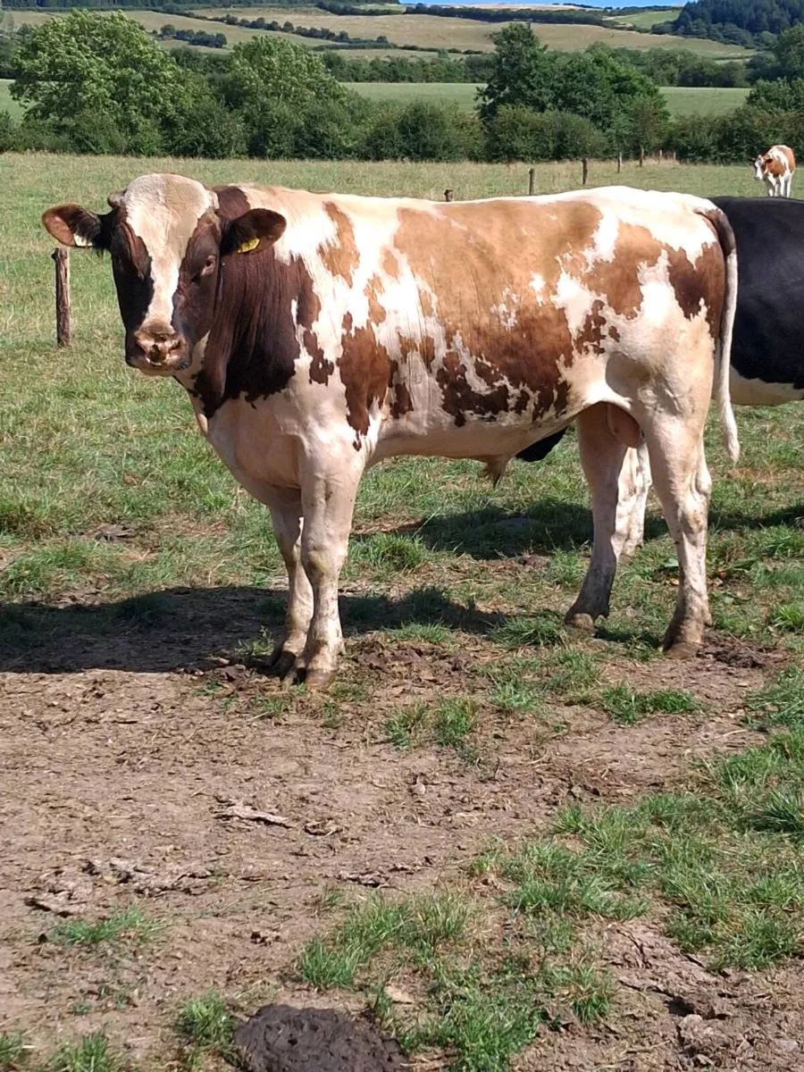 Red Friesian Bull - Image 2