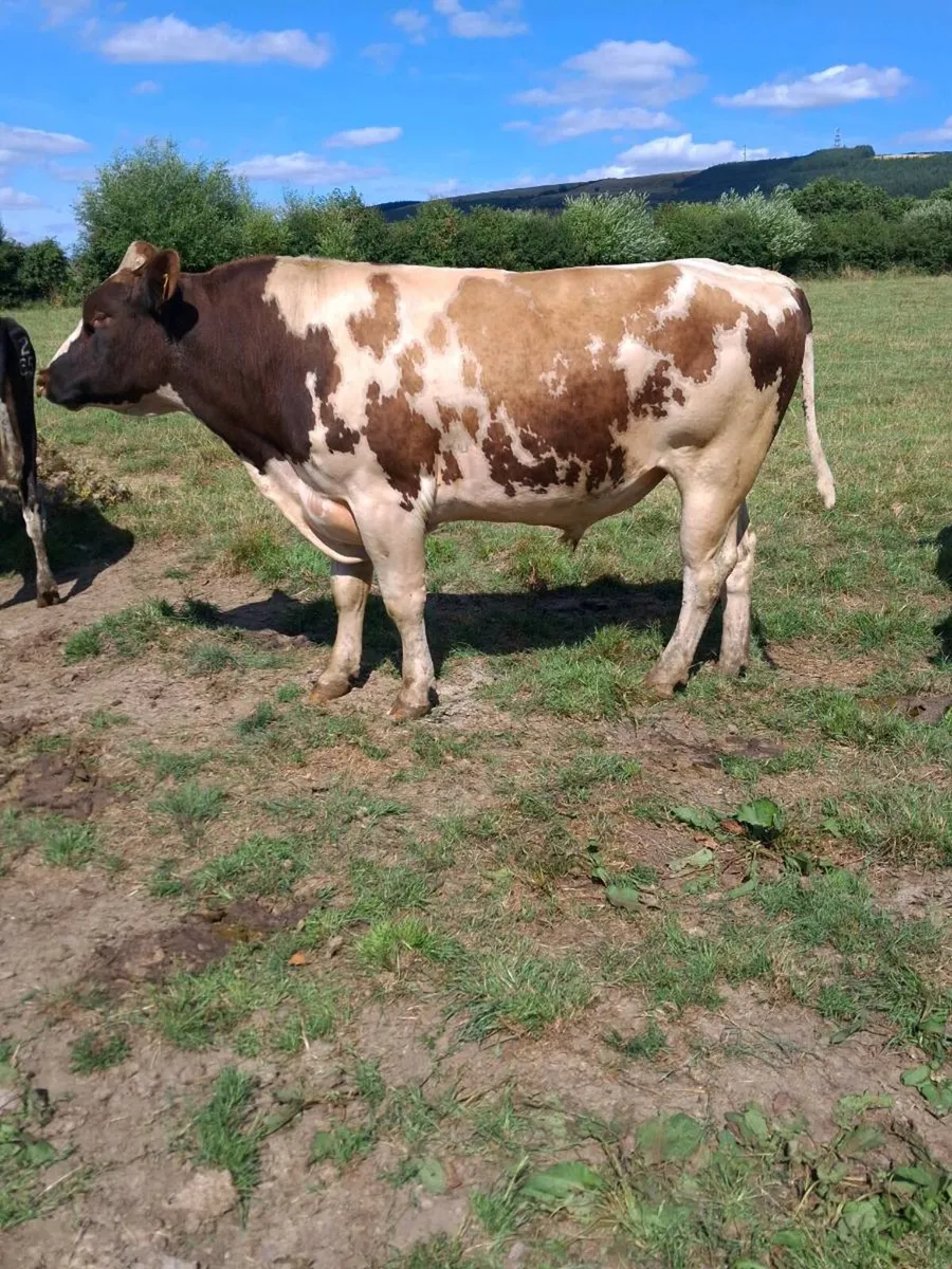 Red Friesian Bull - Image 4